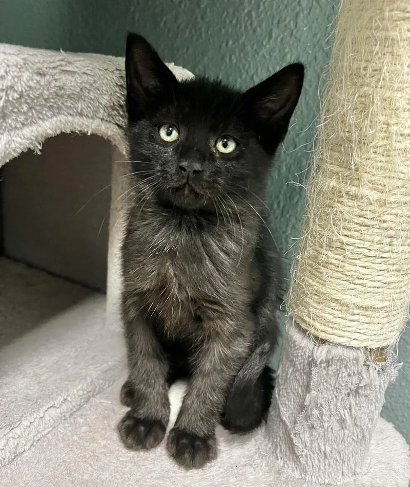 A baby small-sized male Domestic Medium Hair cat named Finch for adoption in Jamestown, CA