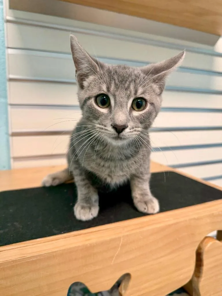A baby small-sized male Domestic Short Hair cat named Atlas for adoption in Cape Coral, FL