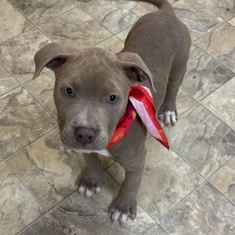 Cleopawtra thumbnail 3