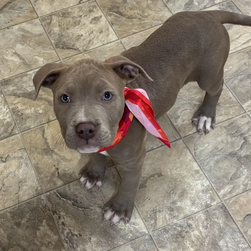 Cleopawtra thumbnail 4