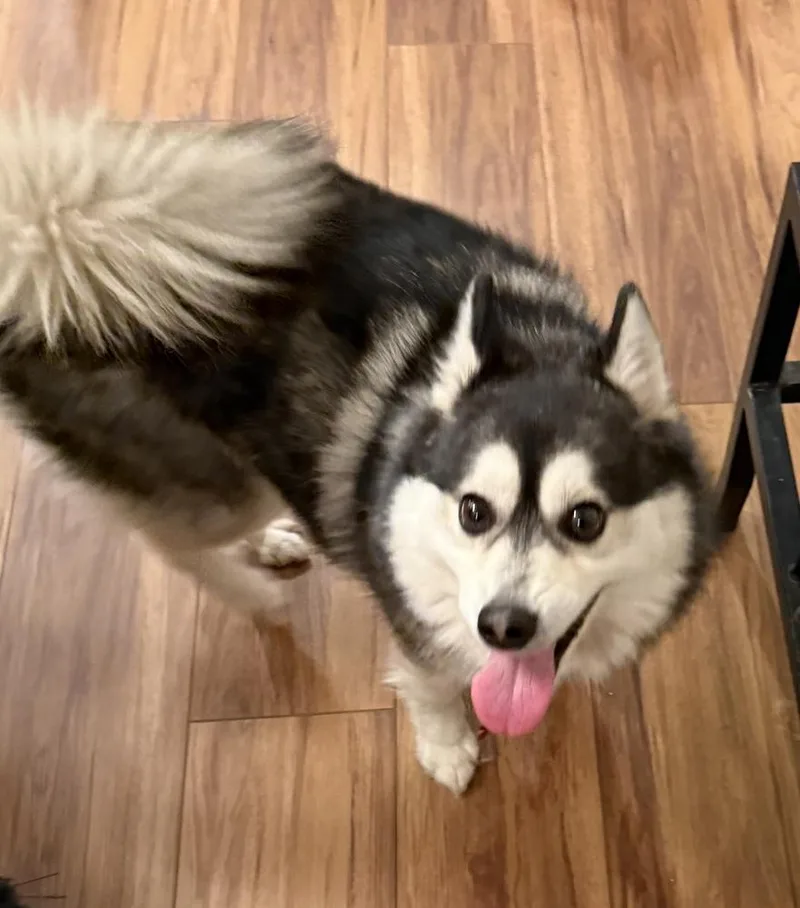 An adult medium-sized male Pomeranian dog named Rocket for adoption in Mundelein, IL