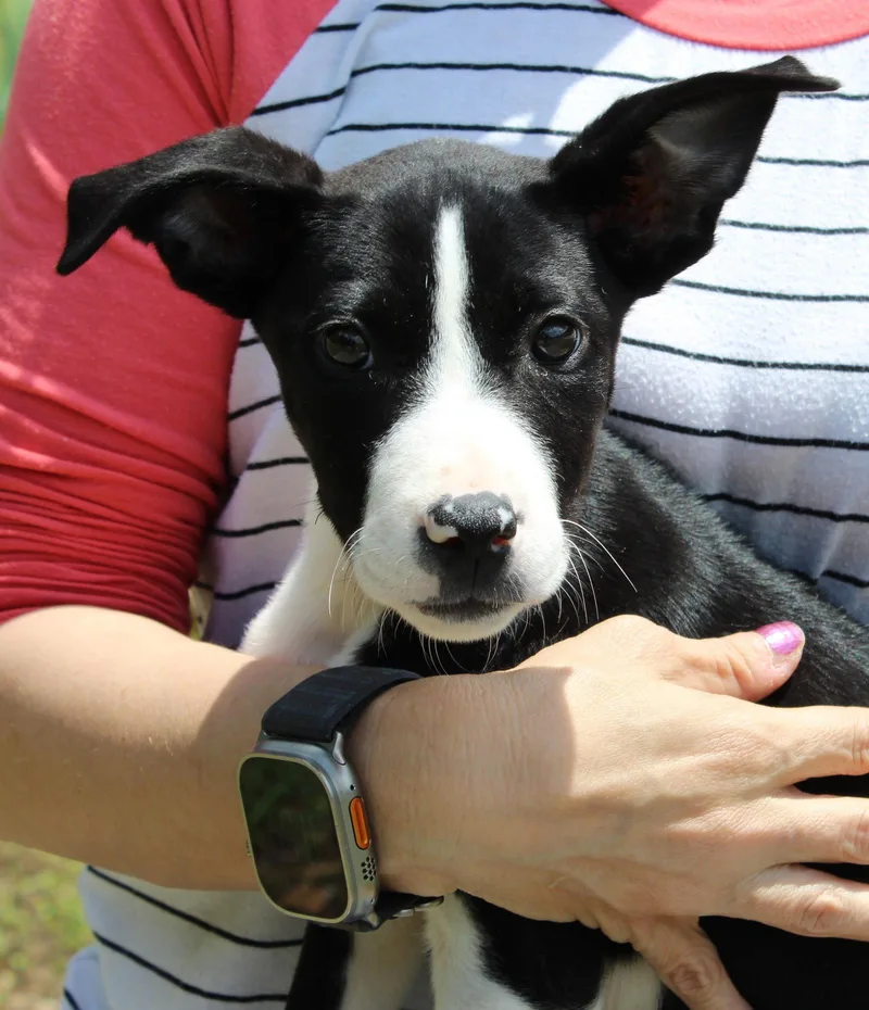 A baby medium-sized female Terrier dog named Oakley for adoption in Prattville, AL