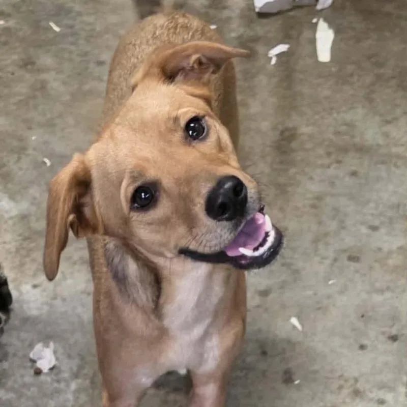 A young medium-sized female Yellow / Tan / Blond / Fawn Mixed Breed dog named Lexie for adoption in Alexandria, VA