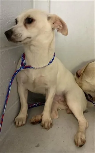 A young small-sized female Chihuahua dog named A for adoption in Sacramento, CA