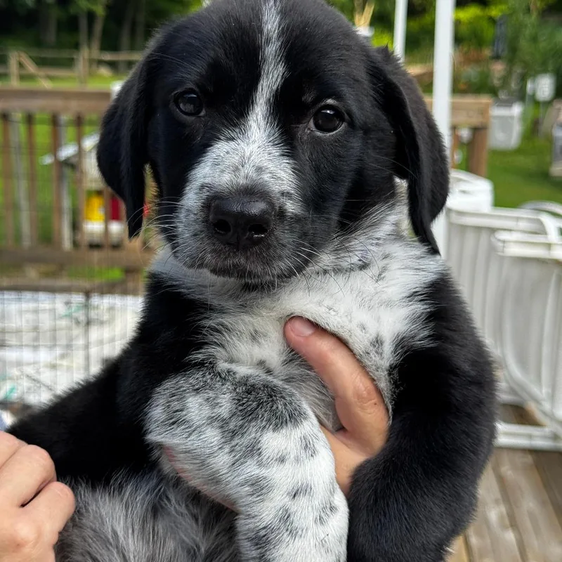 A baby medium-sized female Black Border Collie dog named NY Lissy avail Jul for adoption in Eastford, CT