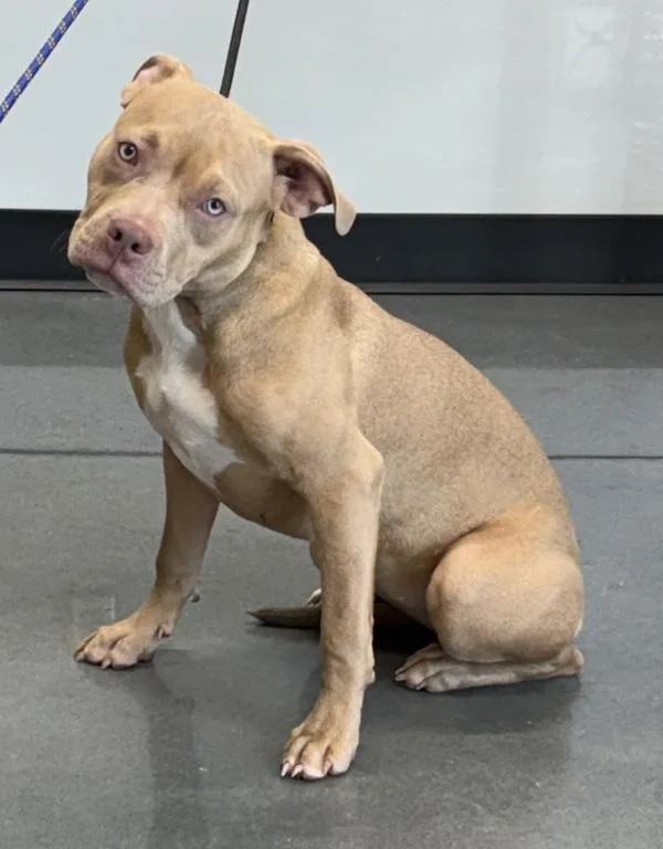 A young small-sized female Pit Bull Terrier dog named Ic Bianca for adoption in Lawrenceville, GA