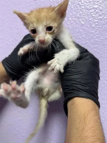 A baby small-sized male Orange / Red Domestic Short Hair cat named 61565263 for adoption in El Paso, TX
