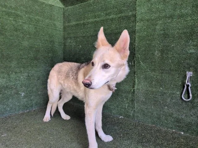 A young large-sized male German Shepherd Dog dog named Mickey for adoption in Lancaster, CA