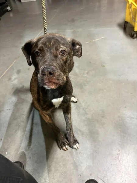 An adult large-sized female Pit Bull Terrier dog named Nd Rhea for adoption in Lawrenceville, GA