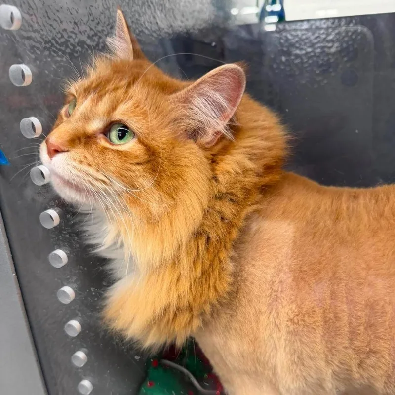 A senior small-sized female Orange / Red Domestic Long Hair cat named Ivy Flora for adoption in Eagle Mountain, UT