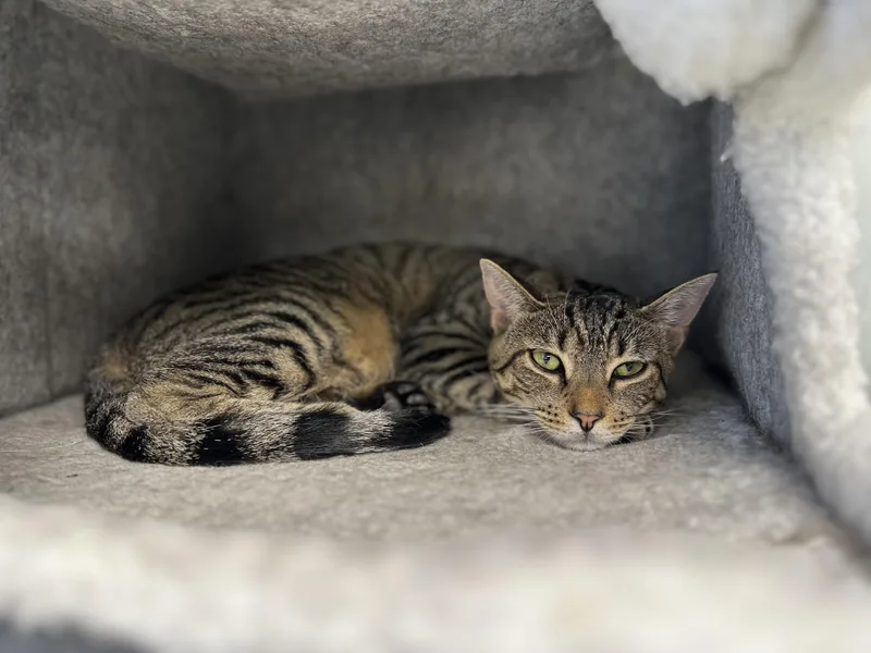 A young medium-sized female Torbie Domestic Short Hair cat named Pippa for adoption in Newburgh, NY