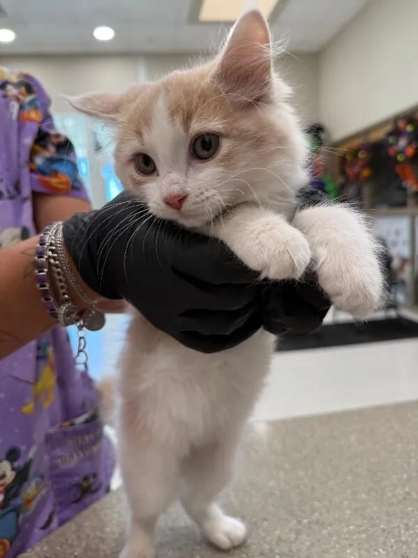 A young medium-sized male Domestic Long Hair cat named David for adoption in Hobbs, NM