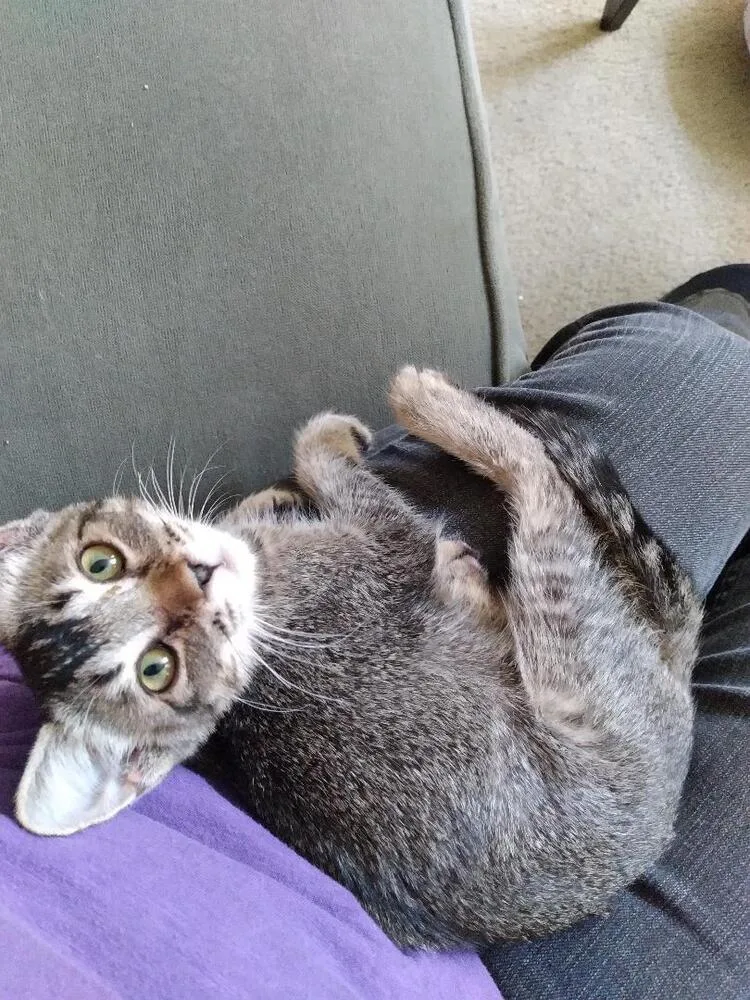 A baby medium-sized female Blue Point Domestic Short Hair cat named Salsita for adoption in Oceanside, CA