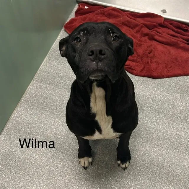 An adult medium-sized female Pit Bull Terrier dog named Wilma for adoption in Lincolnton, NC