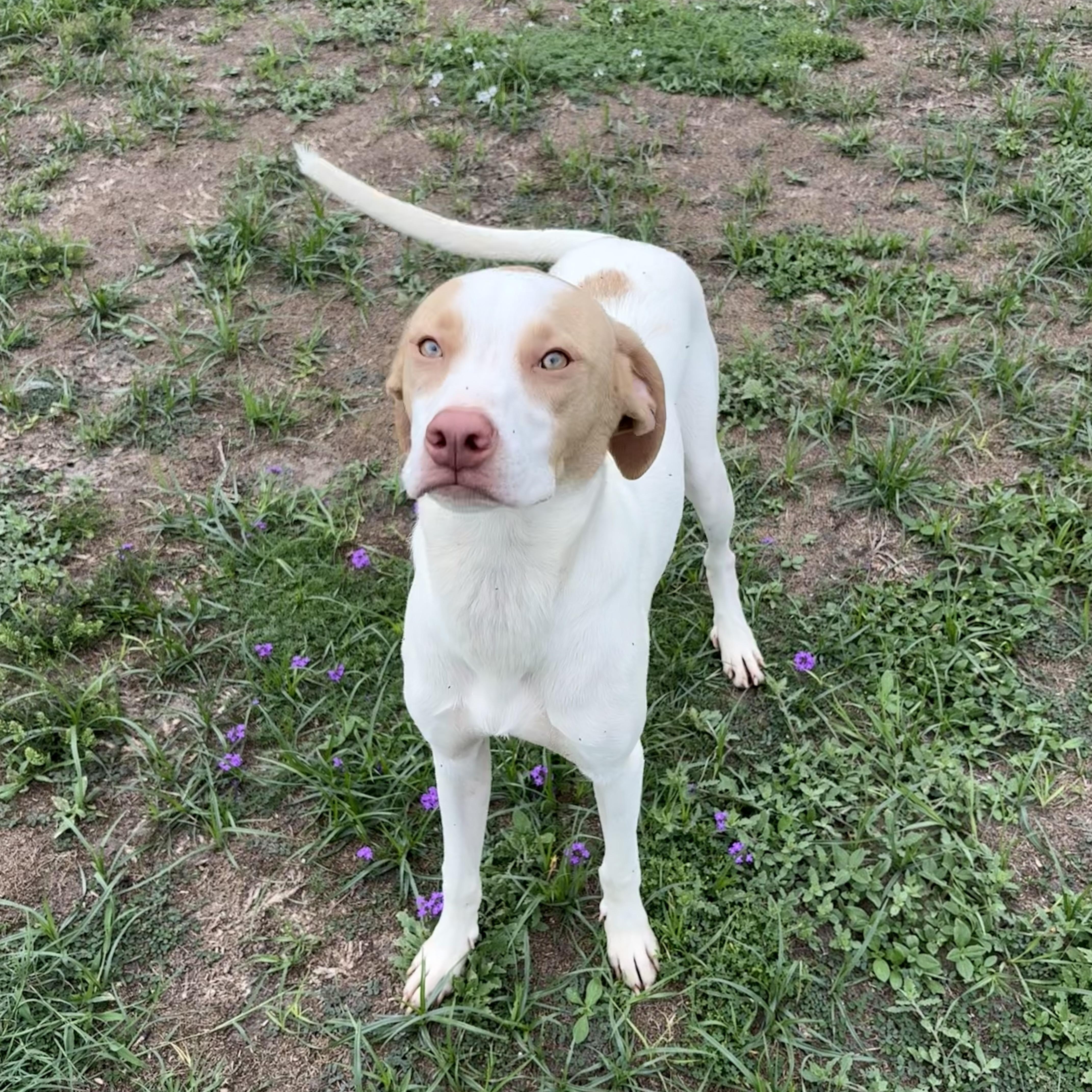 A young medium-sized male White / Cream Pointer dog named Rocket for adoption in Valdosta, GA