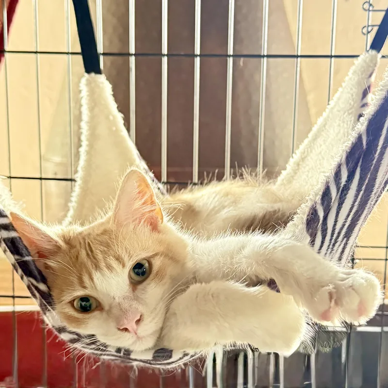 A young small-sized male Buff & White Domestic Medium Hair cat named Lil Mister for adoption in Long Beach, CA