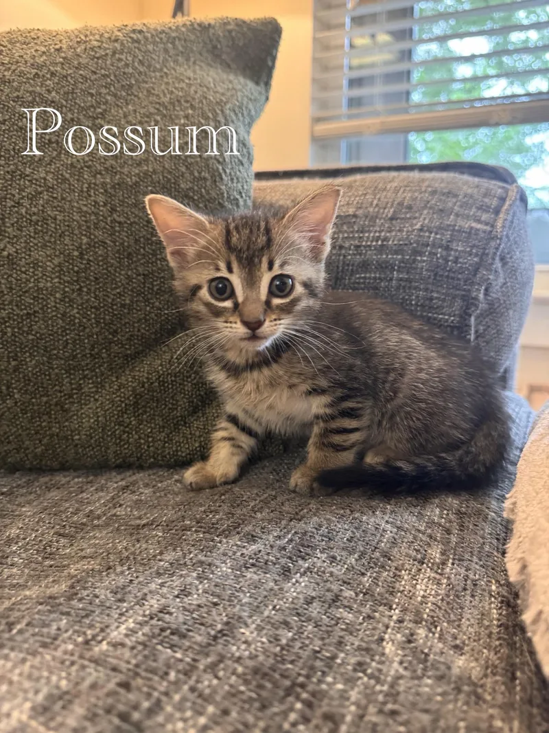 A baby medium-sized male Black Domestic Short Hair cat named Skunk & Possum for adoption in Worcester, MA