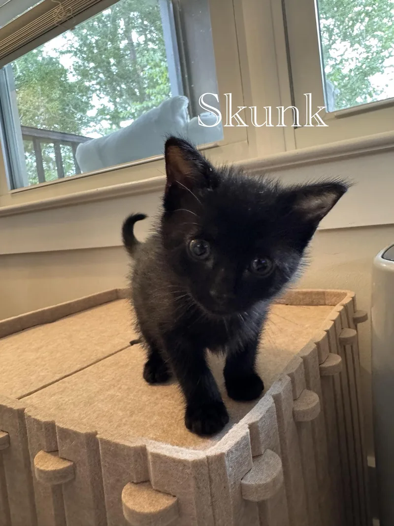Skunk & Possum thumbnail 3