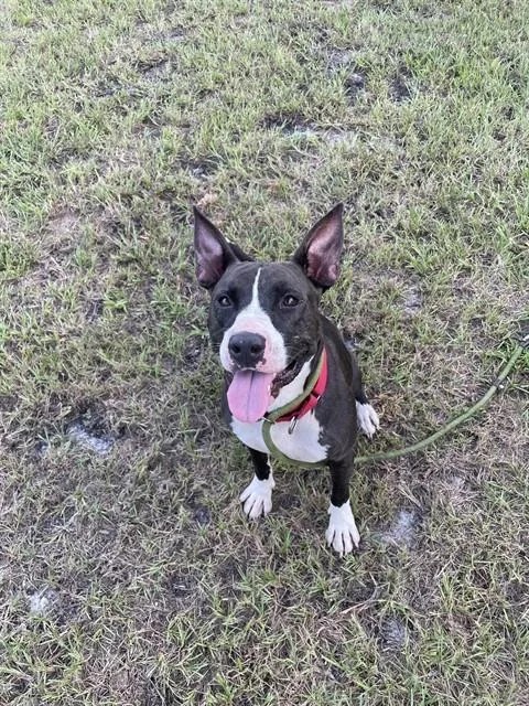 An adult medium-sized male Mixed Breed dog named Oscar for adoption in Palmetto, FL