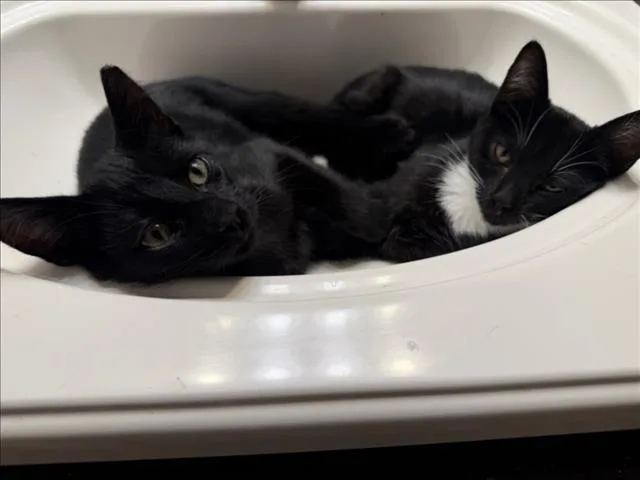 A baby medium-sized female Black & White / Tuxedo Domestic Short Hair cat named Allie for adoption in Woodland, CA
