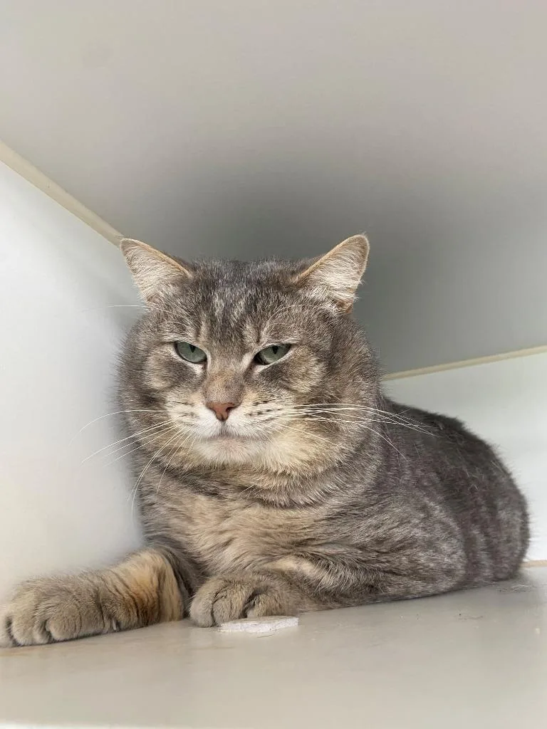 An adult medium-sized male Domestic Short Hair cat named Bonus for adoption in Newberg, OR