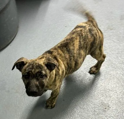 A baby small-sized female Cane Corso dog named Ally for adoption in Daytona Beach, FL