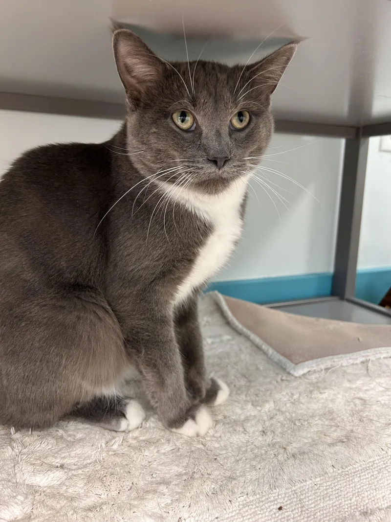 A young medium-sized male Gray & White Domestic Short Hair cat named Bowie for adoption in Grand Rapids, MI