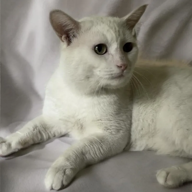 Walter White thumbnail 4