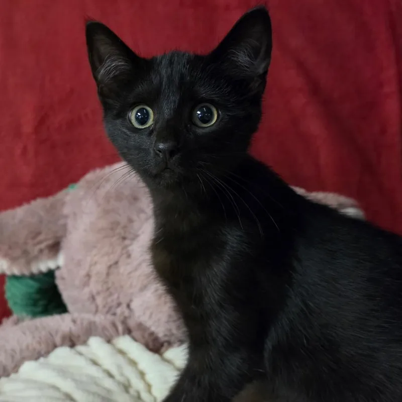 A baby medium-sized female Black Domestic Short Hair cat named Glitter for adoption in Graham, WA