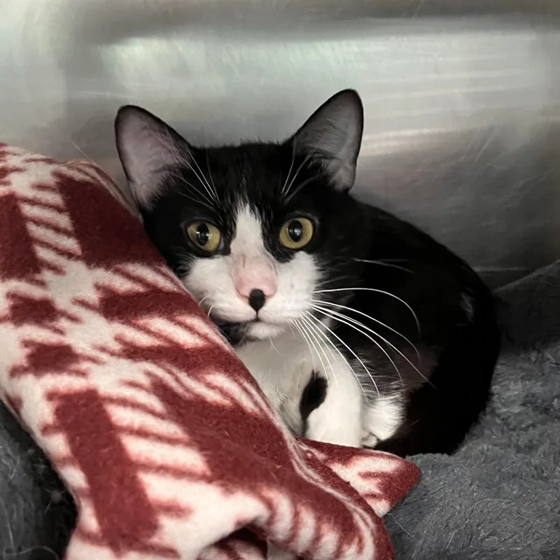 An adult large-sized male Black Domestic Short Hair cat named Cheese for adoption in Mentor, OH