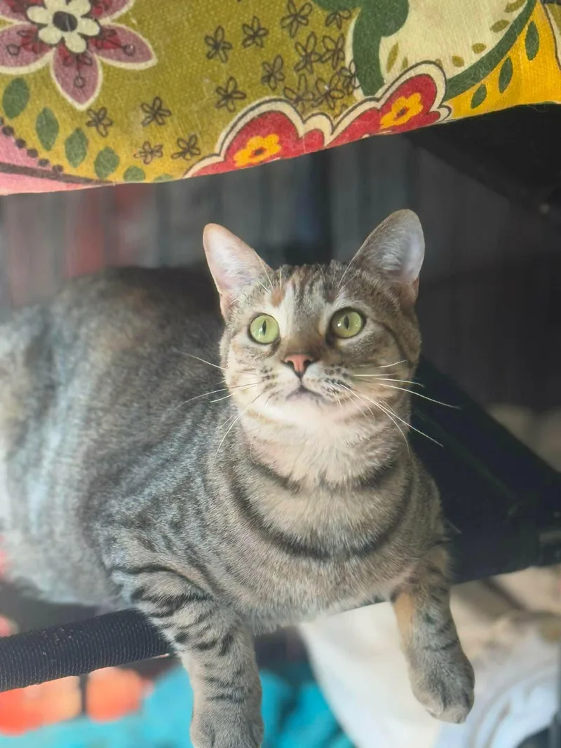 A young medium-sized female Tortoiseshell Domestic Short Hair cat named Asuki for adoption in Houston, TX