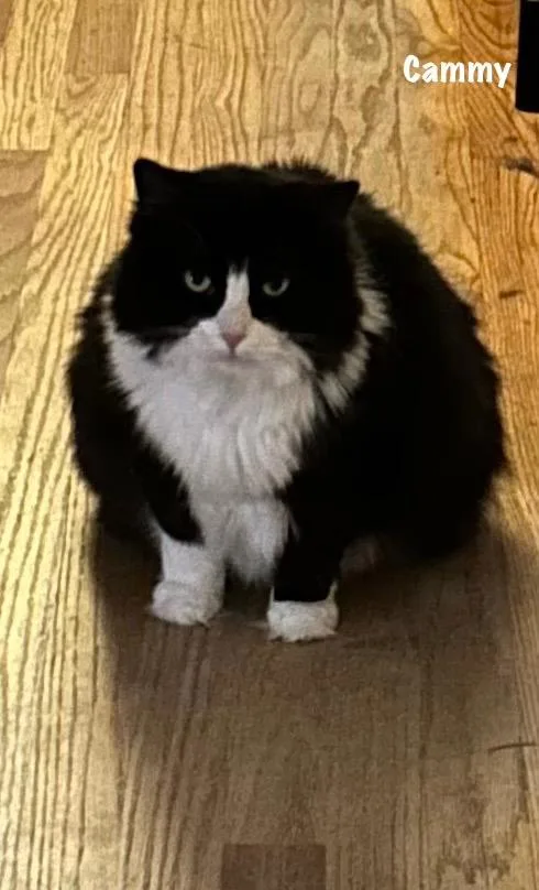 An adult medium-sized female Domestic Short Hair cat named Cammy for adoption in Windsor, CT