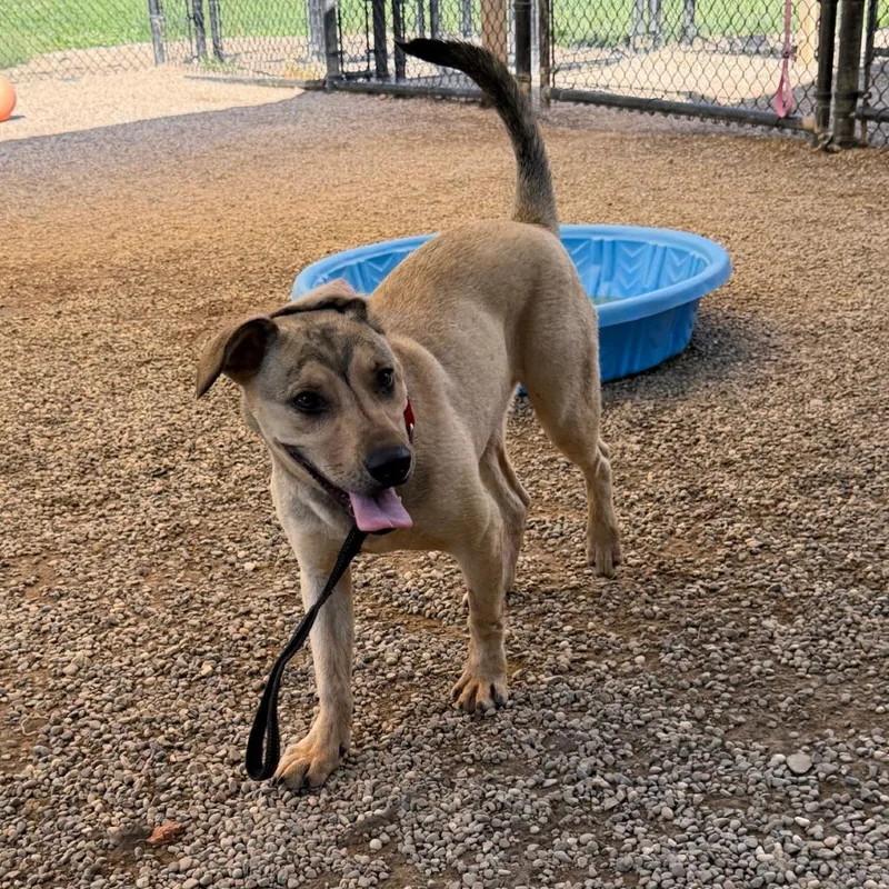 A young medium-sized male Yellow / Tan / Blond / Fawn Shepherd dog named Bruno for adoption in Columbia Station, OH