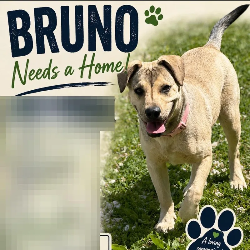 Bruno thumbnail 4