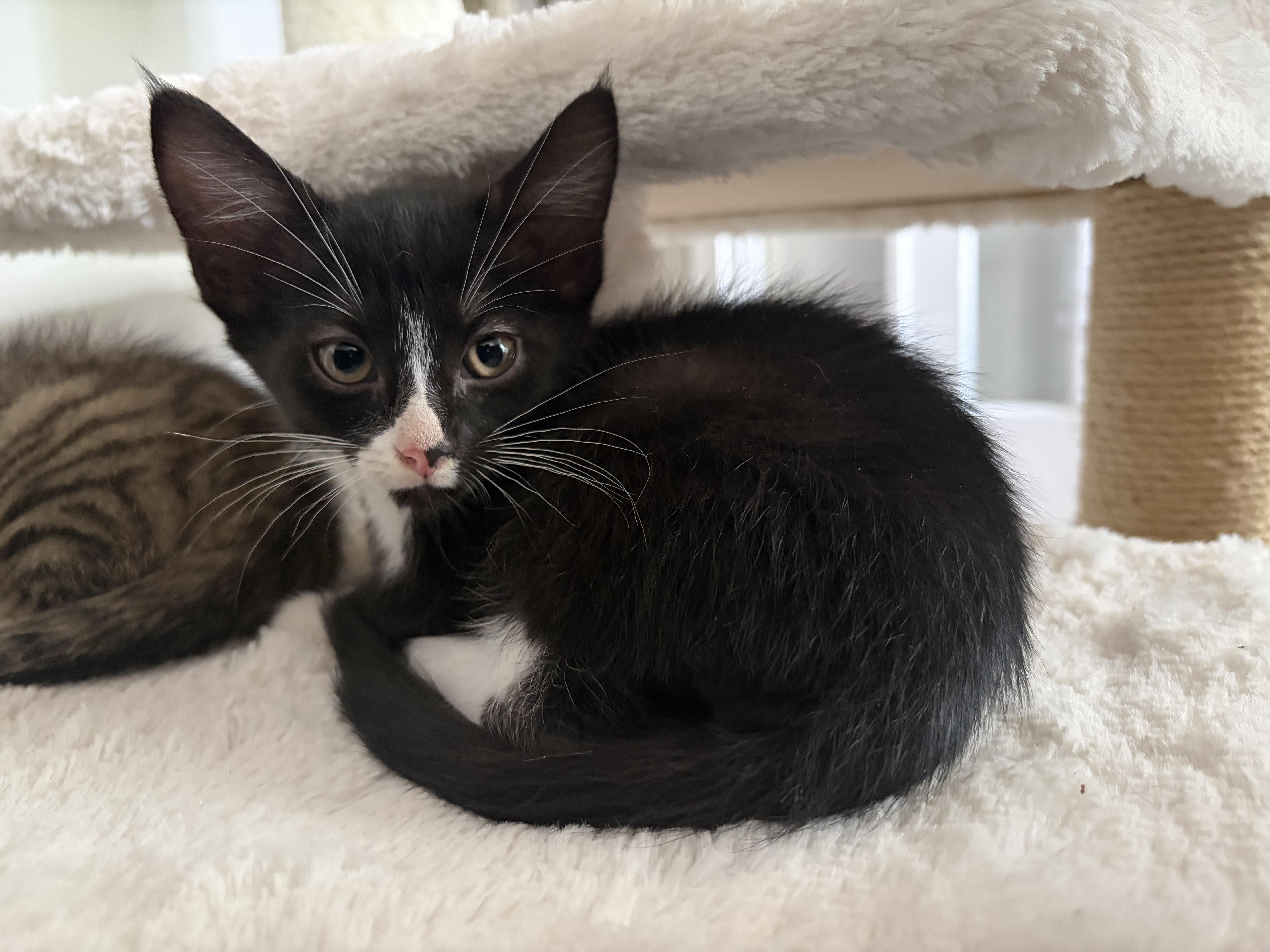 A baby small-sized male Tabby (Brown / Chocolate) Tabby cat named Renegade for adoption in Columbia, SC