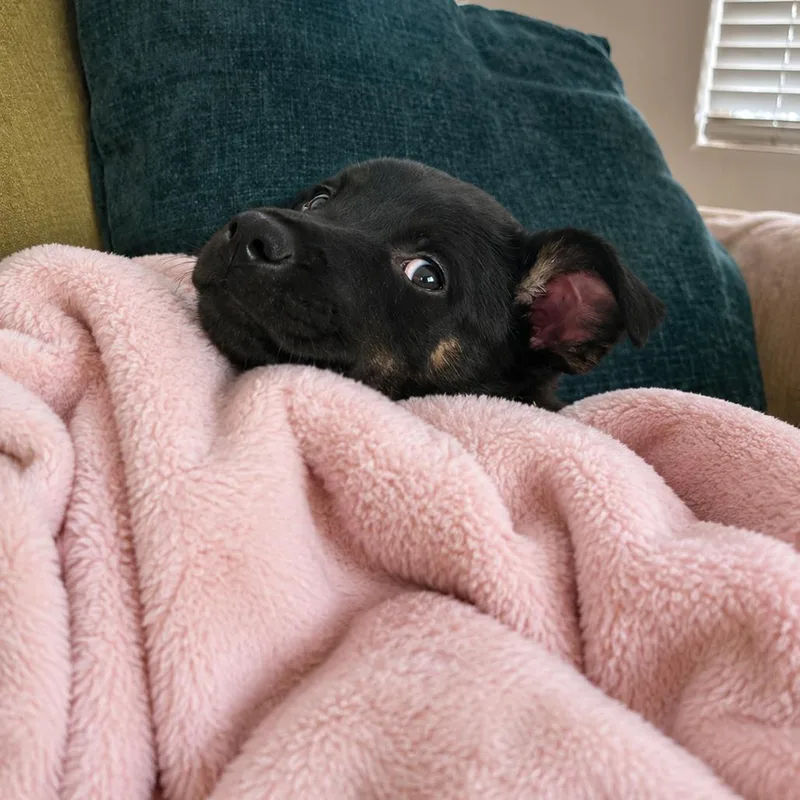 A baby small-sized female Black Catahoula Leopard Dog dog named Amber for adoption in Boerne, TX