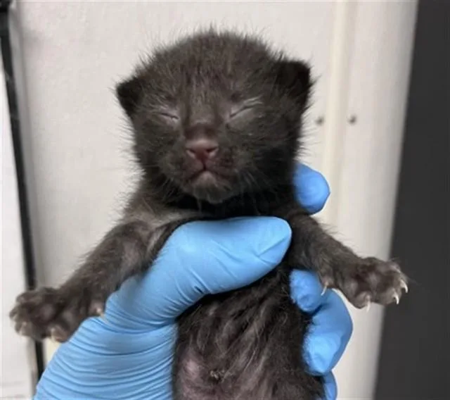 A baby small-sized female Domestic Short Hair cat named Jewel for adoption in San Bernardino, CA
