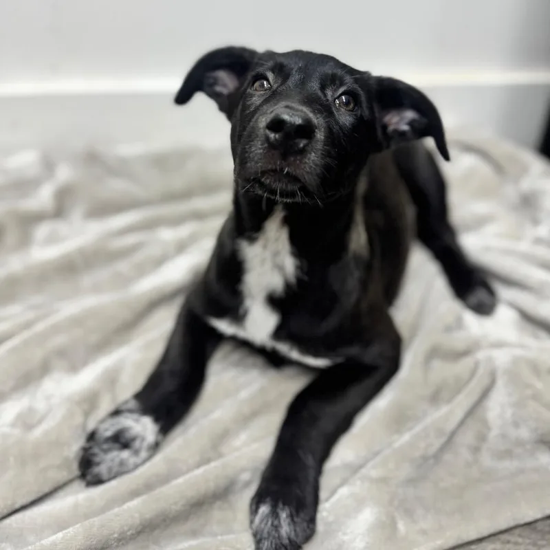A baby medium-sized female Black Australian Shepherd dog named Pistachio for adoption in Brownsboro, AL