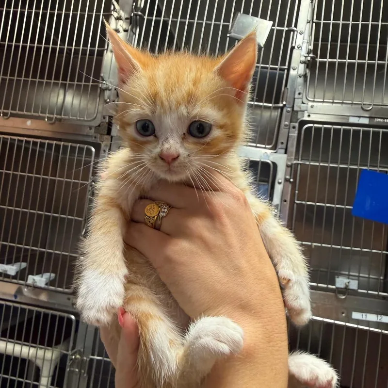 A baby small-sized female Orange / Red Domestic Short Hair cat named Rusty for adoption in Hamilton, GA