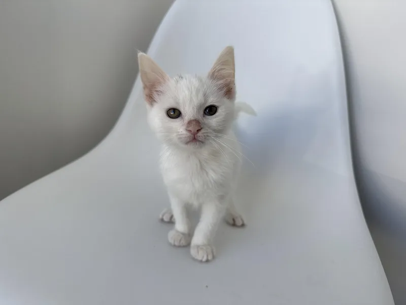 A baby medium-sized female White Domestic Short Hair cat named Bao for adoption in Evanston, IL