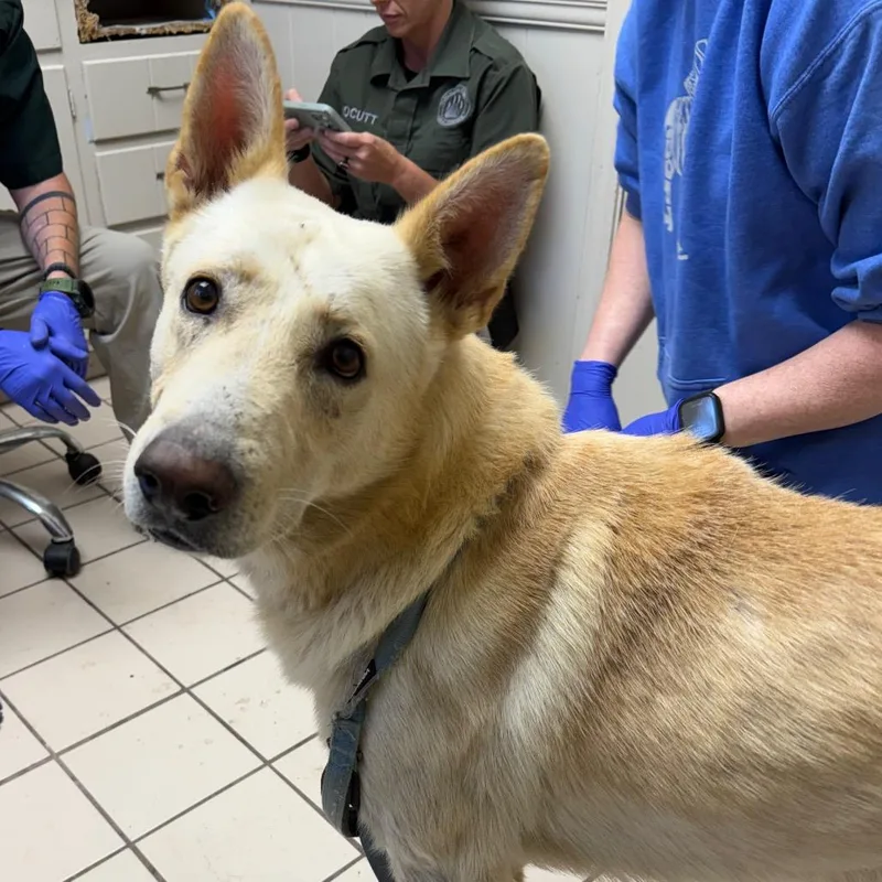 An adult large-sized male Yellow / Tan / Blond / Fawn Shepherd dog named TUSCStray for adoption in Tuscaloosa, AL