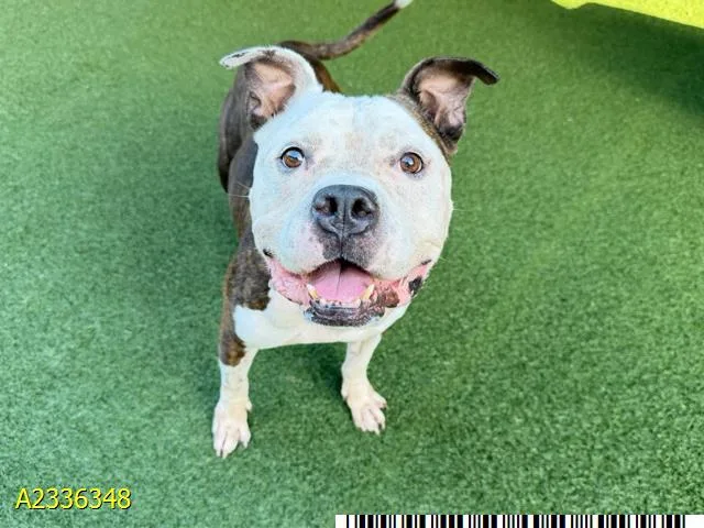 An adult large-sized male Mixed Breed dog named Boss for adoption in West Palm Beach, FL