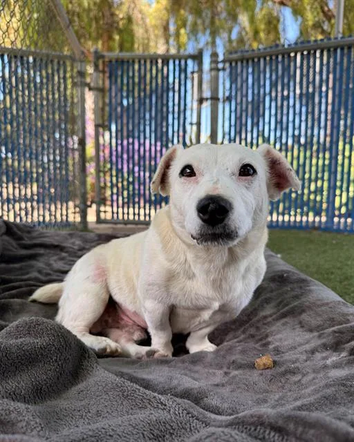 An adult medium-sized male Dachshund dog named Poncho for adoption in Chula Vista, CA
