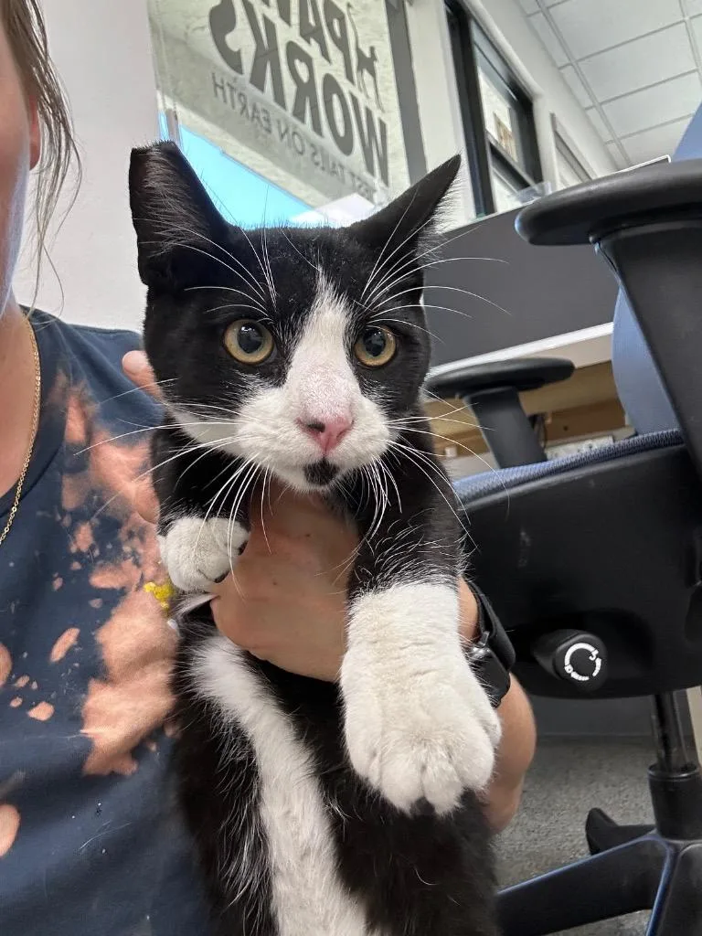 A baby small-sized male Domestic Short Hair cat named Legacie for adoption in Thousand Oaks, CA