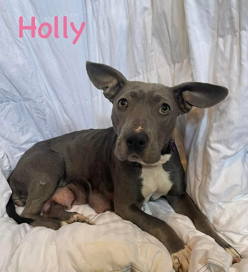 Holly thumbnail 4