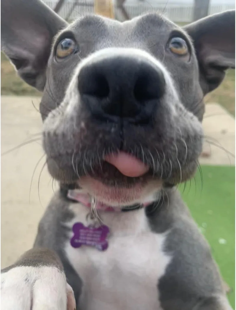 Holly thumbnail 5