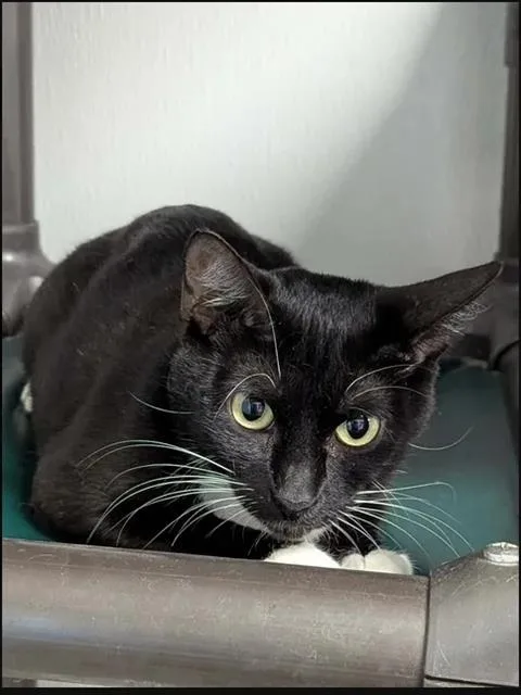 A young small-sized female Domestic Short Hair cat named Summer for adoption in Brunswick, GA