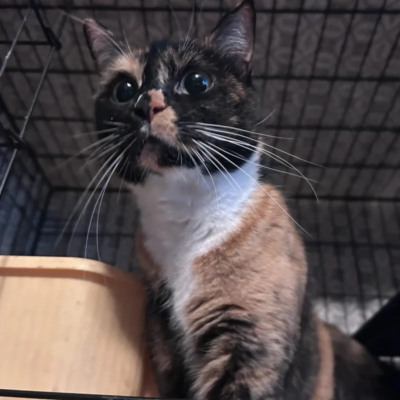 An adult large-sized female Calico cat named Tiffany for adoption in East Hartford , CT