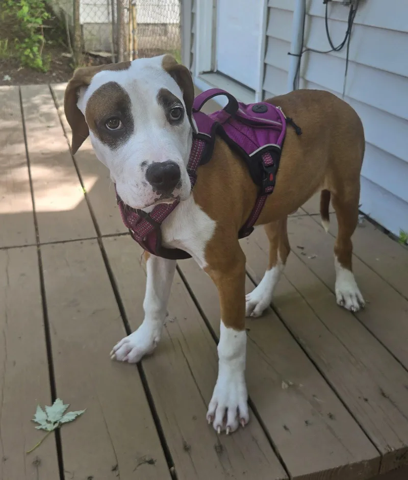 A baby medium-sized male American Staffordshire Terrier dog named Percy for adoption in Livonia, MI
