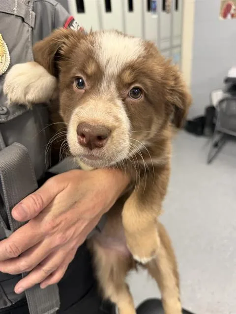 A baby small-sized female Siberian Husky dog named Girl for adoption in Casper, WY